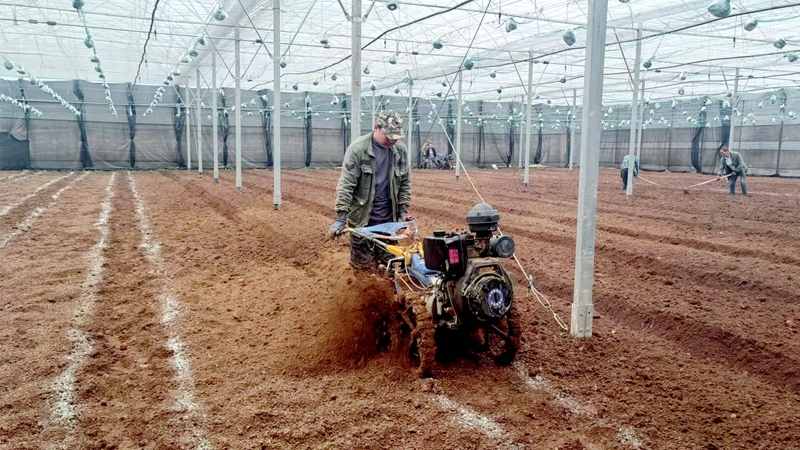 羊肚菌3.jpg 羊肚菌3.jpg