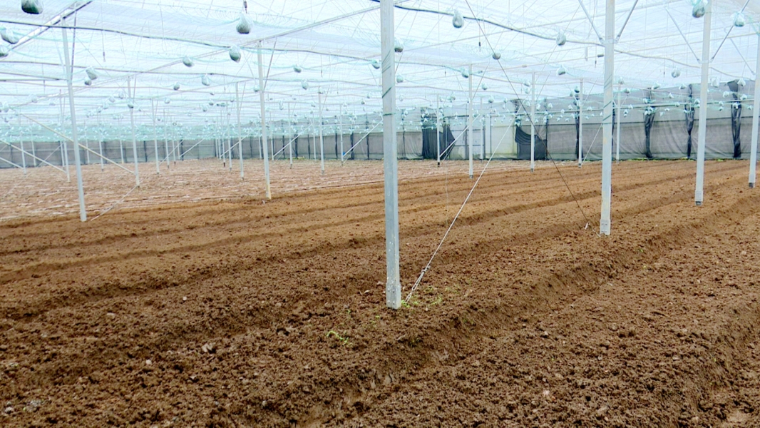 羊肚菌4.jpg 羊肚菌4.jpg