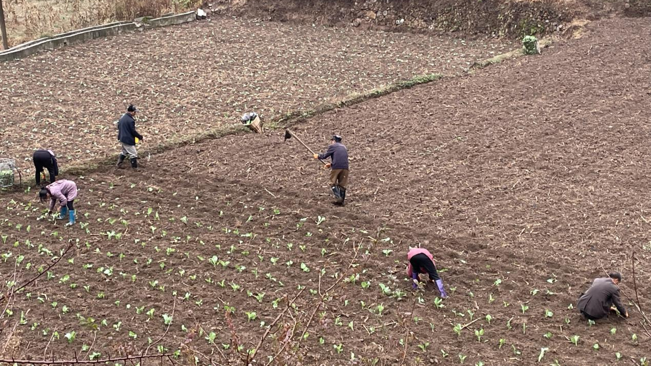 油菜種植.png 油菜種植.png