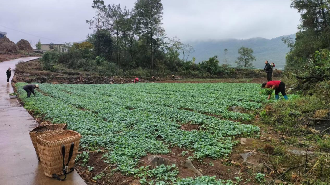 油菜種植1.png 油菜種植1.png