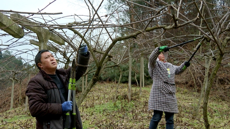 獼猴挑修枝2.jpg 獼猴挑修枝2.jpg