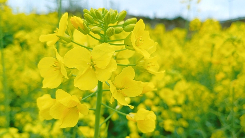 微信圖片_20230315132710.jpg 微信圖片_20230315132710.jpg