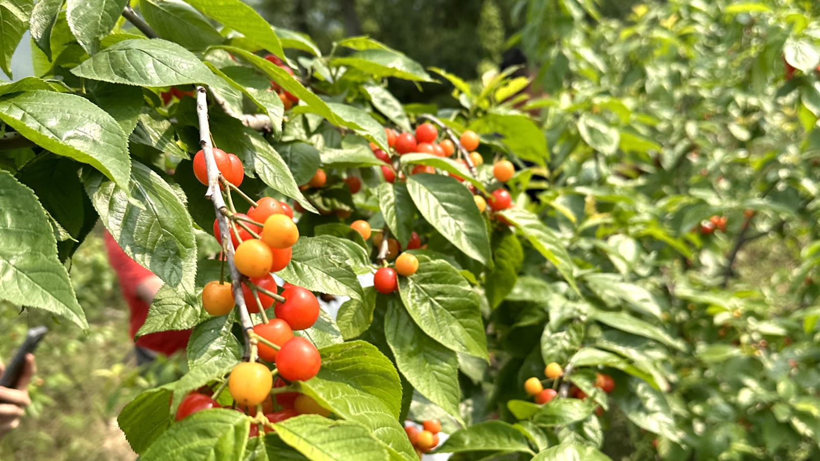 微信圖片_20230428164837.jpg 微信圖片_20230428164837.jpg