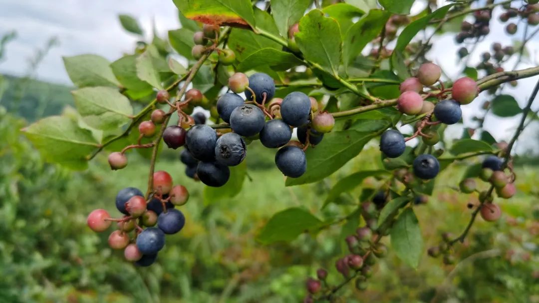 8bba30211dbc37e18cb11e946a0c094a.jpg 8bba30211dbc37e18cb11e946a0c094a.jpg