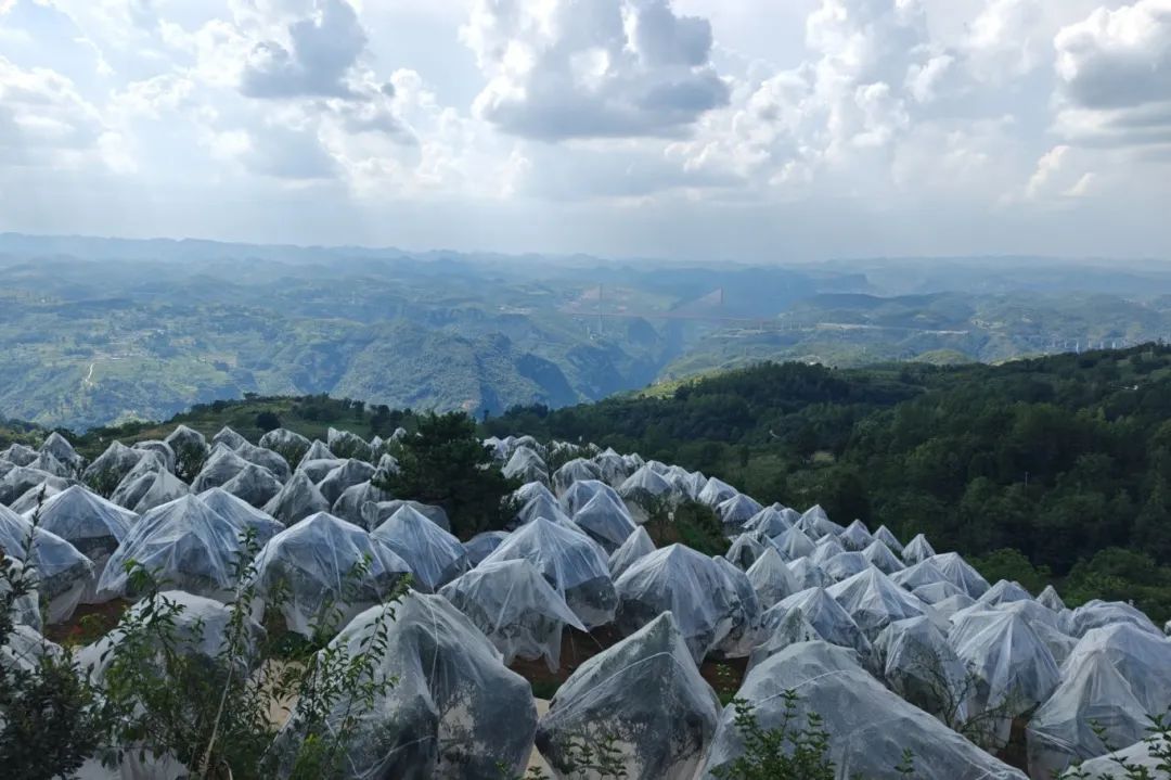 6997a1f5445a88fff65fc8e039d31281.jpg 6997a1f5445a88fff65fc8e039d31281.jpg