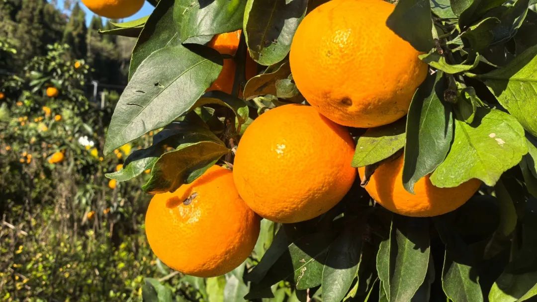 6e855797942bb332745bf3a3159ba490.jpg 6e855797942bb332745bf3a3159ba490.jpg