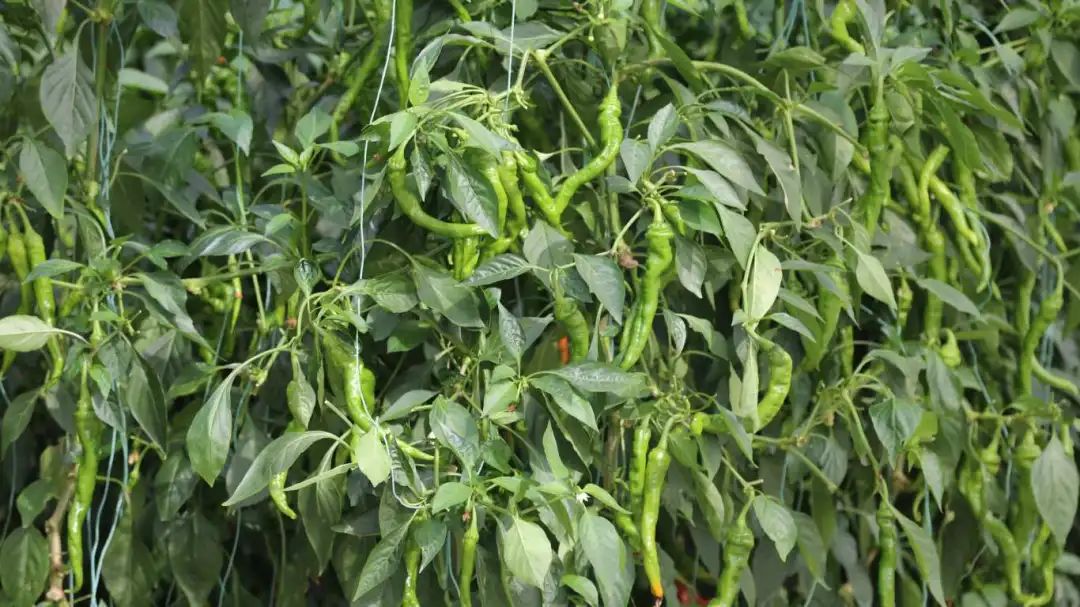 a18f2bca143d430b9af5cad64b8c2247.jpg a18f2bca143d430b9af5cad64b8c2247.jpg