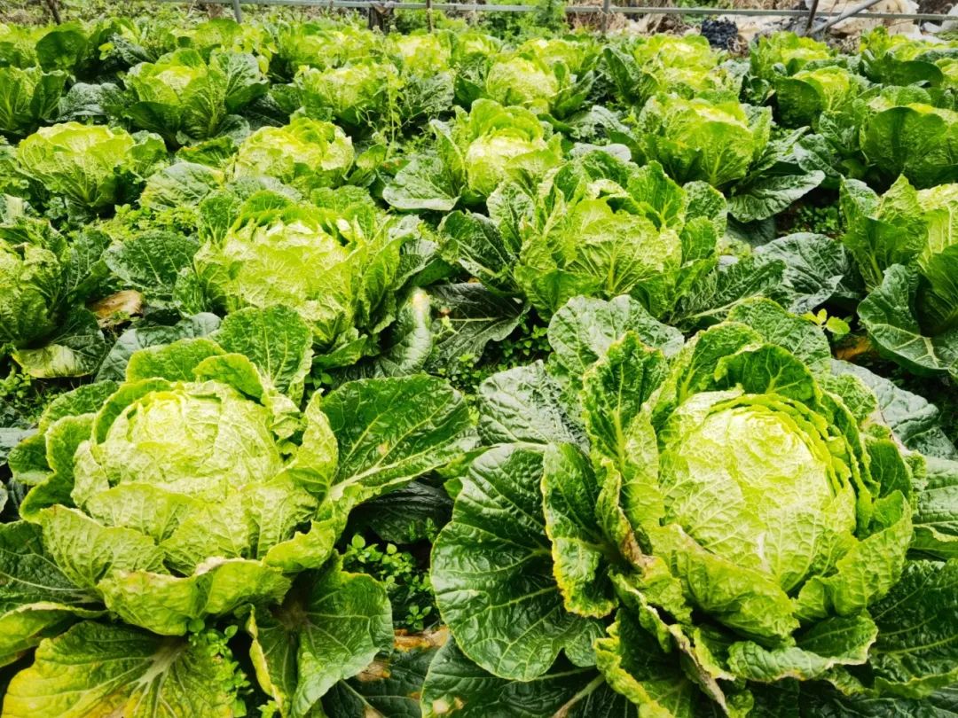 e306b341d97d95b558a70f8b812a0bca.jpg e306b341d97d95b558a70f8b812a0bca.jpg