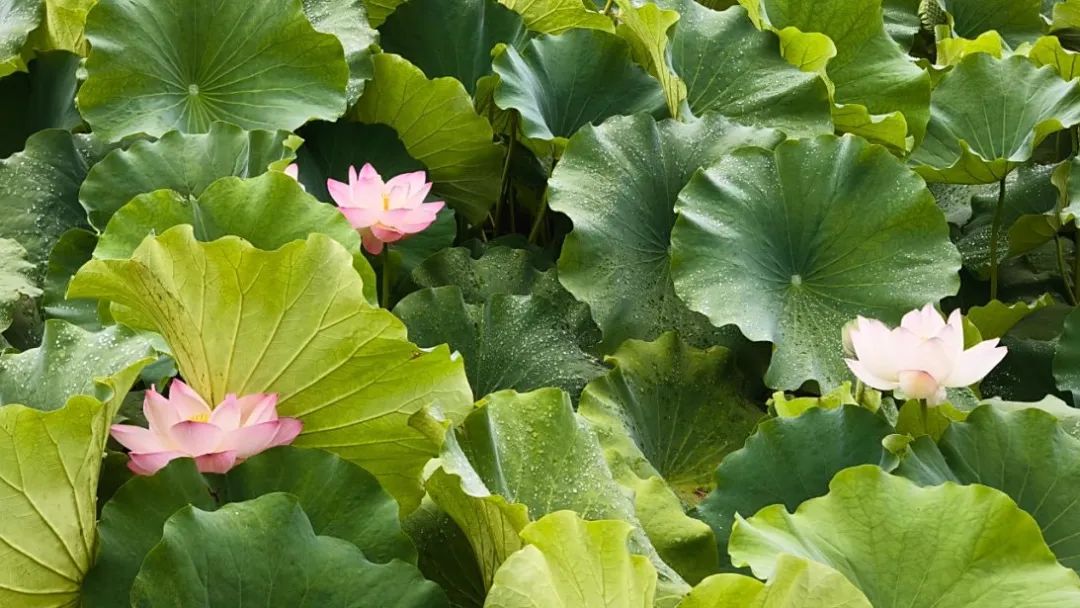 cade244a1dfabb0d1996a1af93c80d22.jpg cade244a1dfabb0d1996a1af93c80d22.jpg